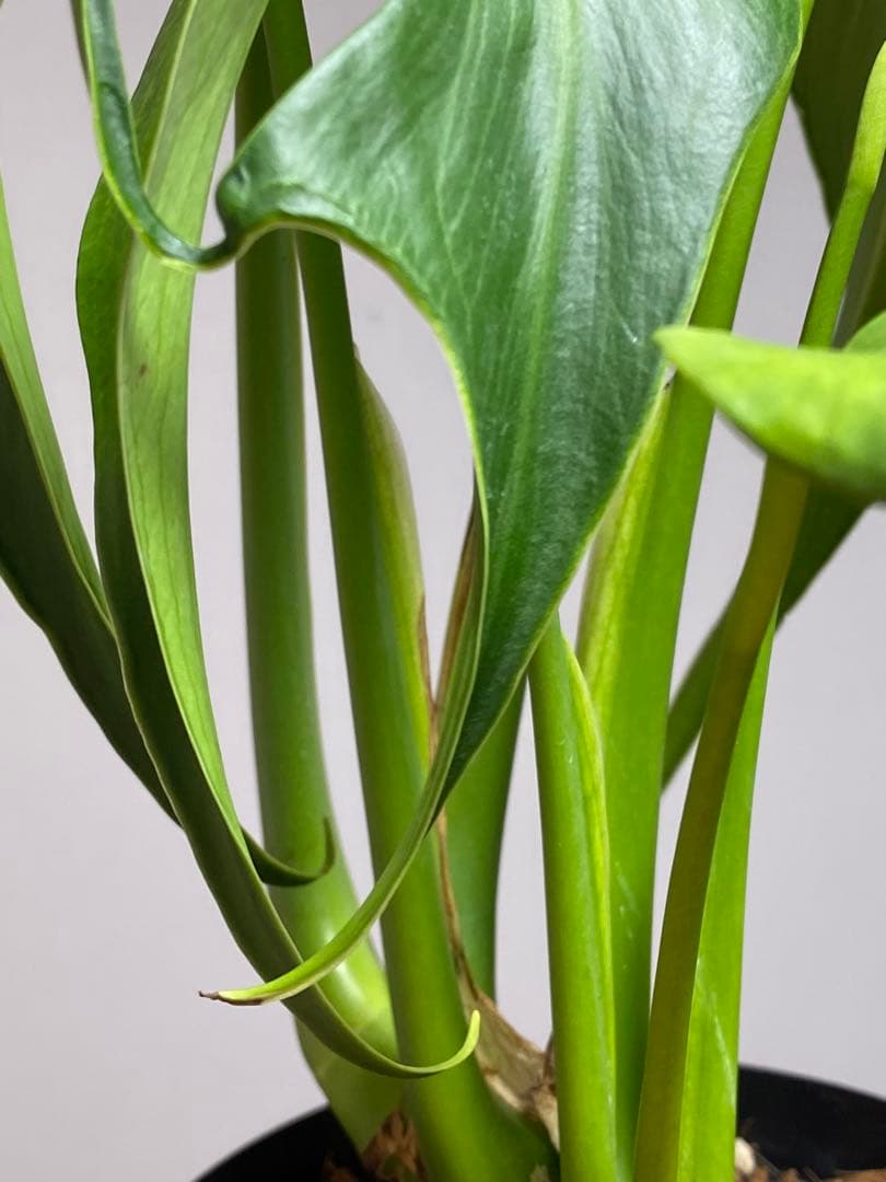 棚整理セール‼️】モンステラ バールマルクス 希少 レア 人気