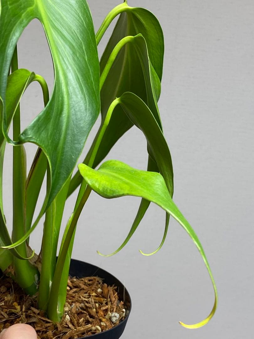 棚整理セール‼️】モンステラ バールマルクス 希少 レア 人気