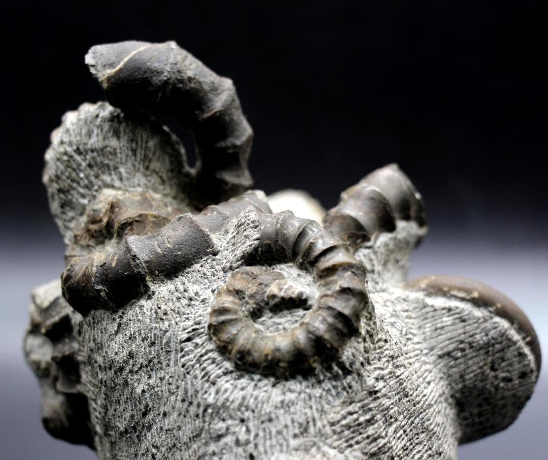 限定値下げ中】博物館級 異常巻 アンモナイト 7化石密集 アイノセラス