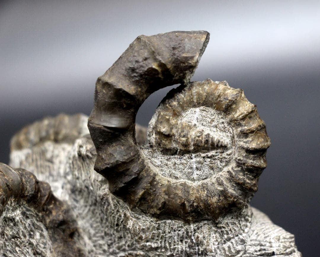 限定値下げ中】博物館級 異常巻 アンモナイト 7化石密集 アイノセラス