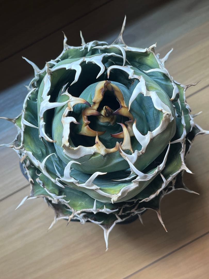 アガベ　白鯨　大株 アガベ・チタノタ白鯨（ボールタイプ）大-037｜agave titanota white wh