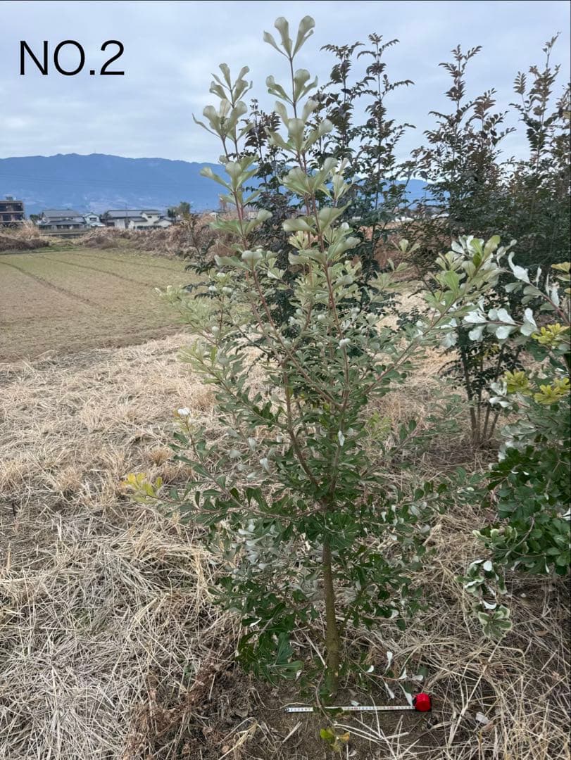 BAGGO！ コーストバンクシアNO.2 Express No. 2 | Khaki Twill - Vintage Chestnut Duffle Bag | Ghurka