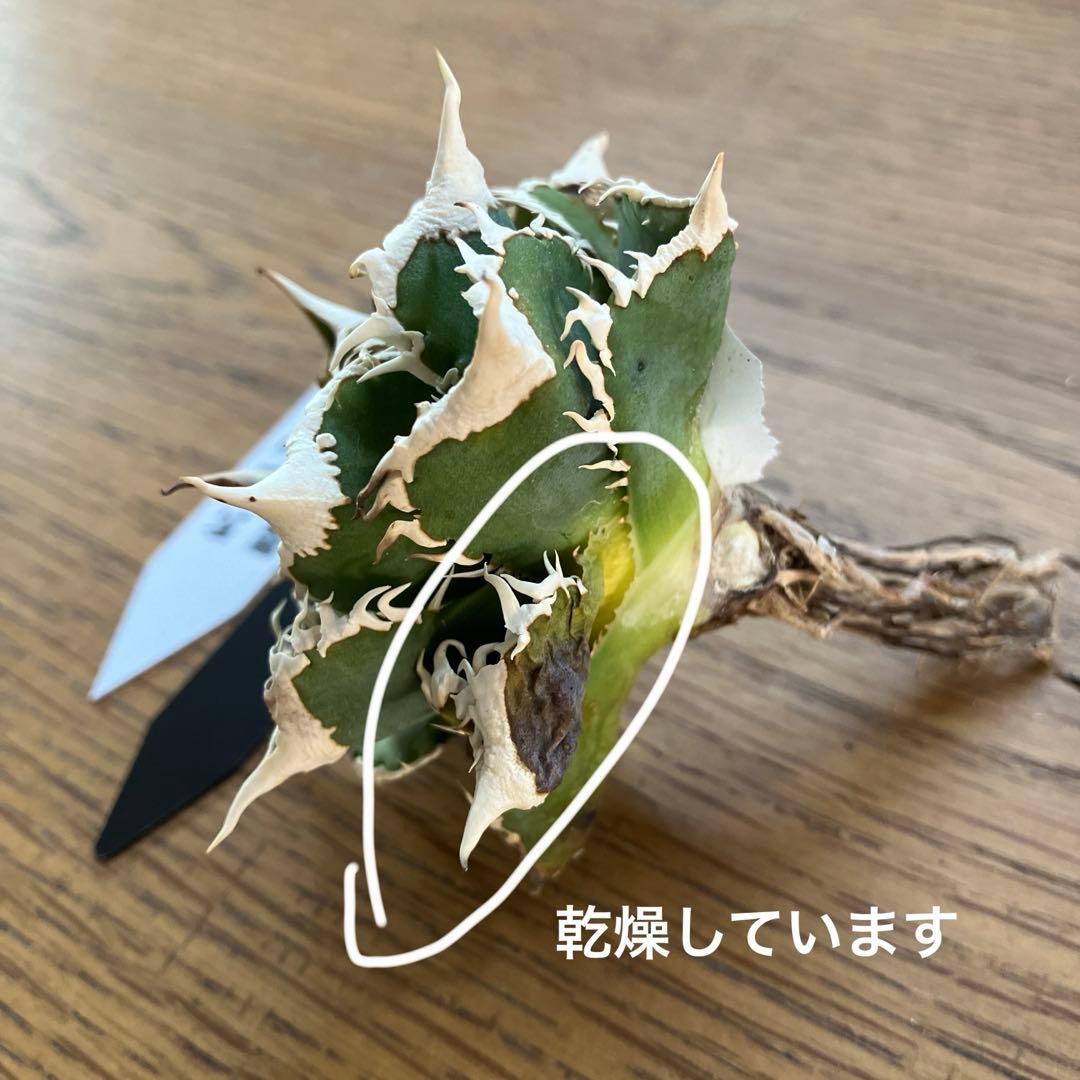 オークション】13 ラスト1株 優秀 アガべ 白豪刺 白豪棘 TC 訳あり