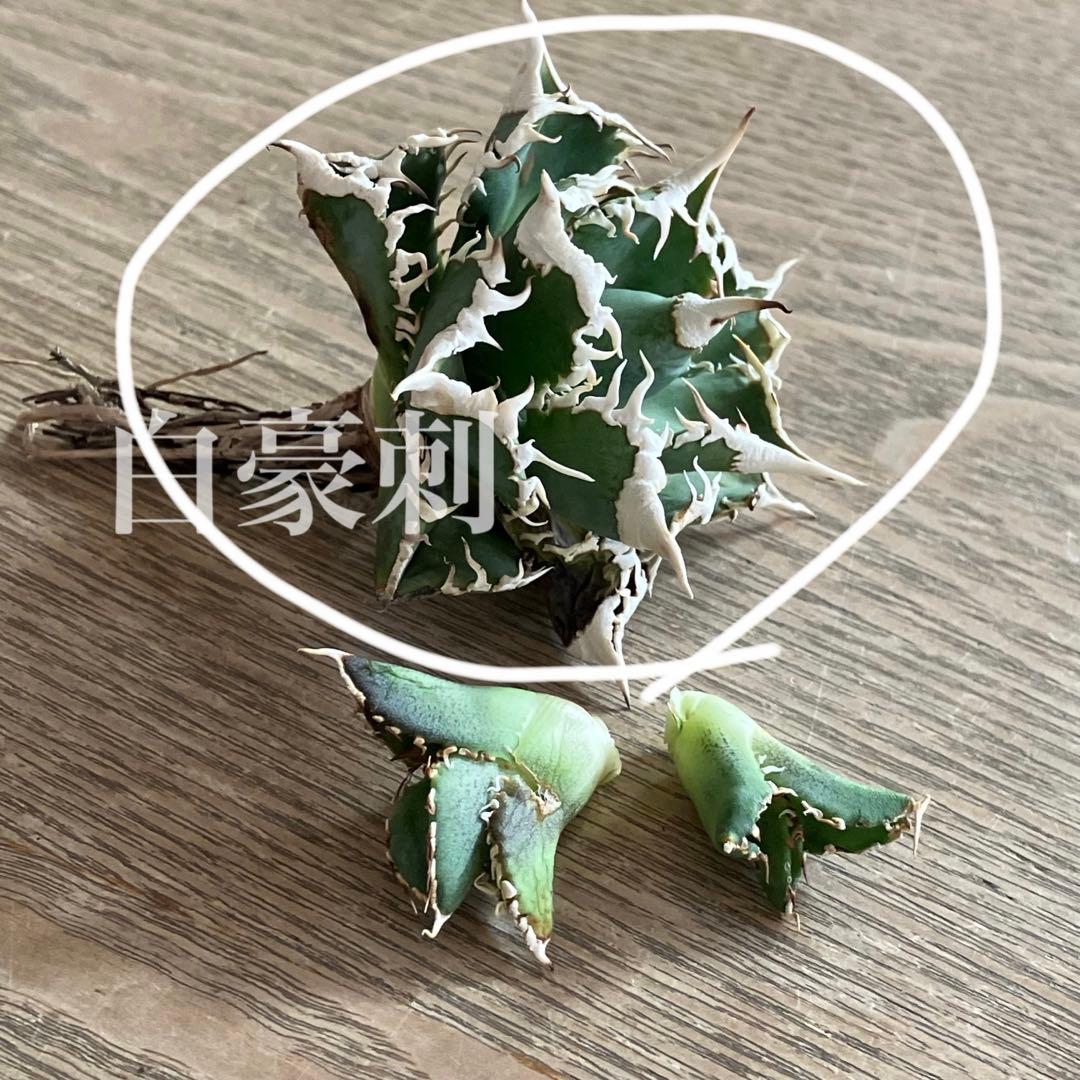 オークション】13 ラスト1株 優秀 アガべ 白豪刺 白豪棘 TC 訳あり