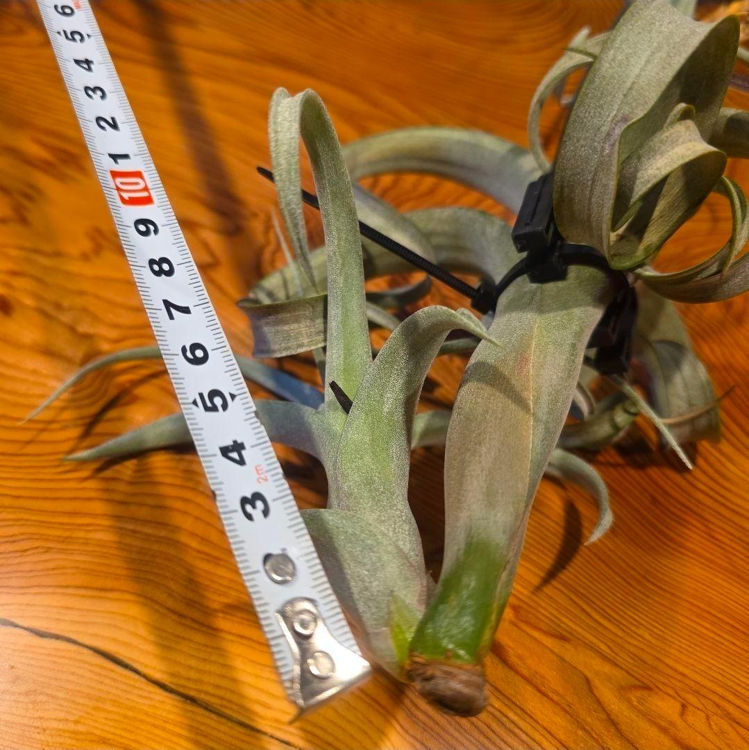 珍品！親株はヴィヴィパラ 希少 チランジア エアープランツ【カーリー