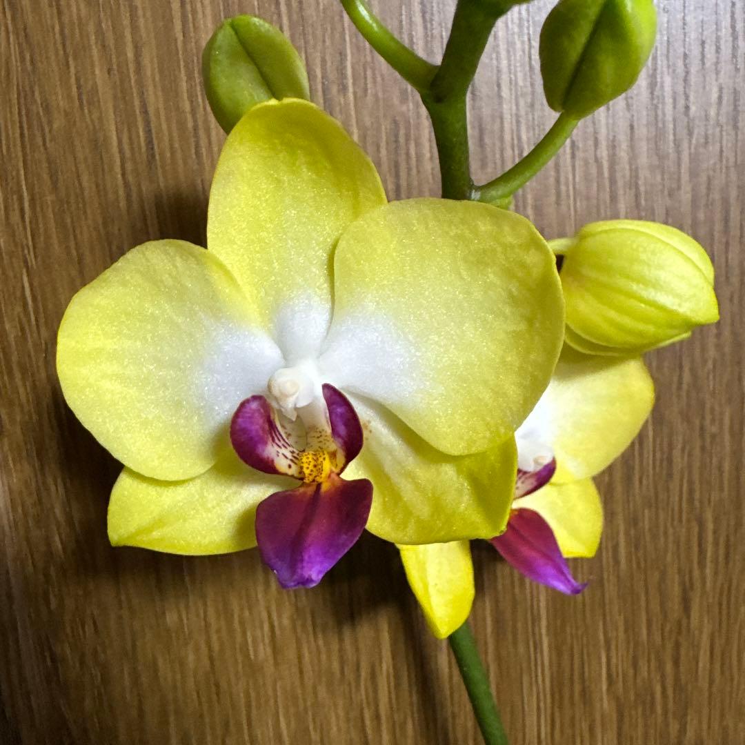 洋ラン洋蘭胡蝶蘭交配種コチョウラン Phal.Star Shapeスターシェープ