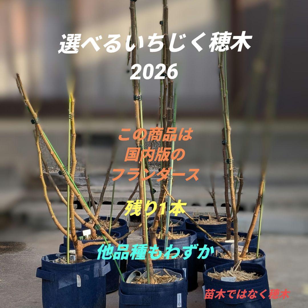 選べるいちじく イチジク 穂木(フランダース国内版)1本 他の品種も多数