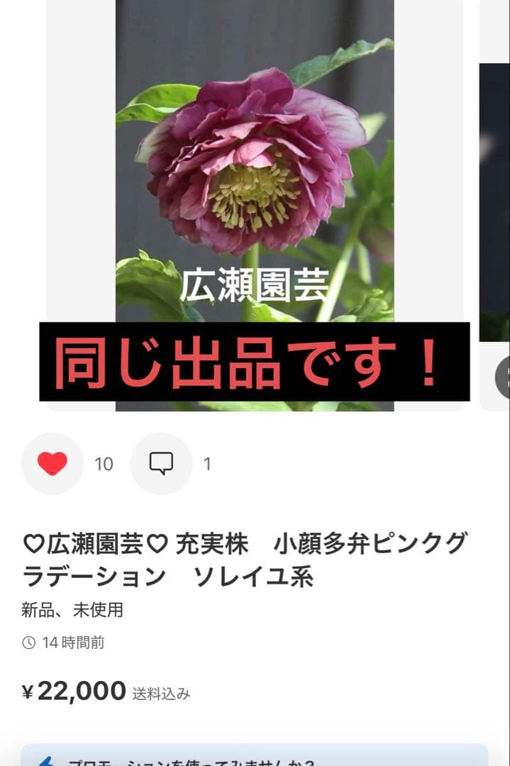 SALE‼︎ 大幅値下げ 広瀬園芸さん 小輪多弁充実株 - メルカリ