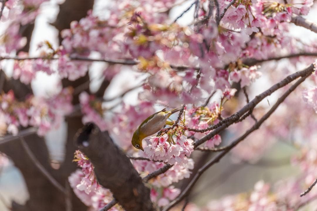 新品同様！超望遠ズーム！TAMRON 70-300mm F4.5-6.3