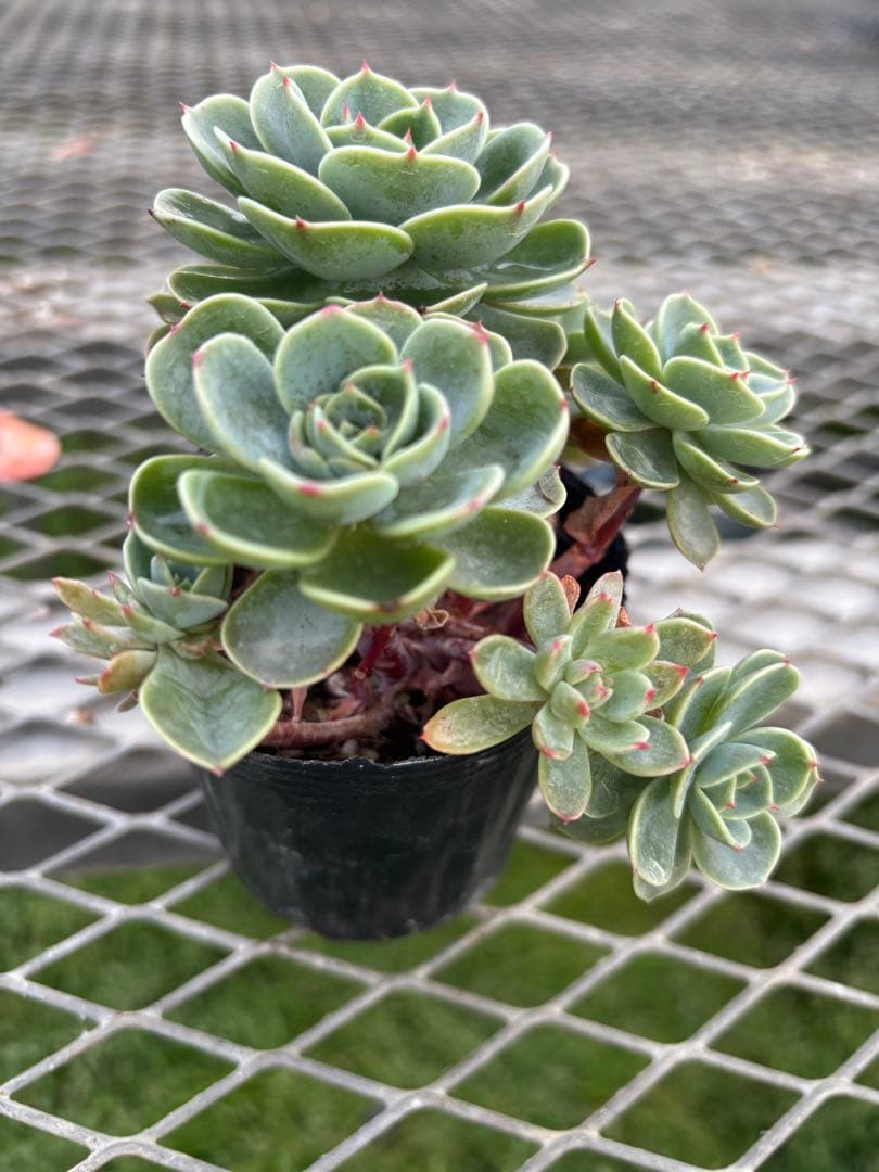 エケベリア 七福神 多頭株7️⃣ - メルカリ