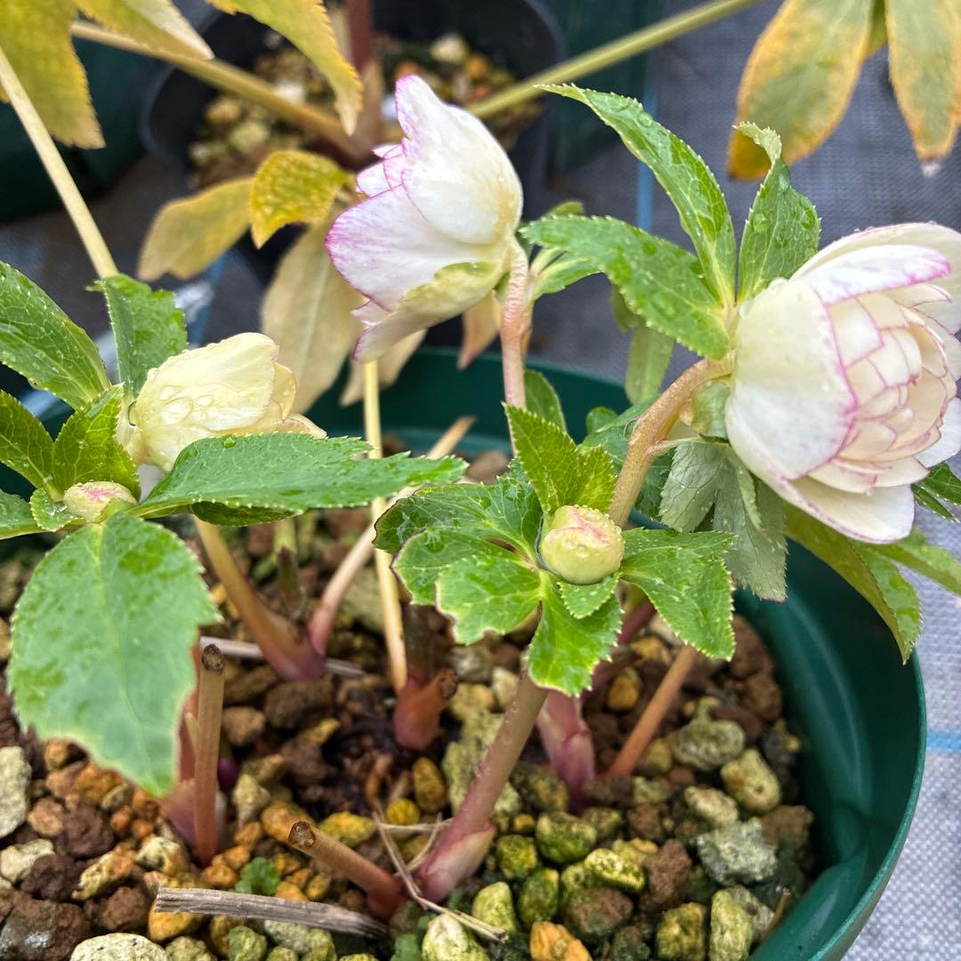 フラメンコママさん専用　2点