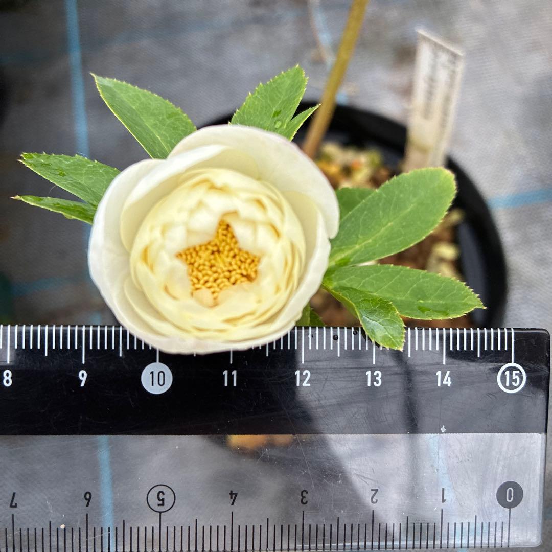 フラメンコママさん専用　2点