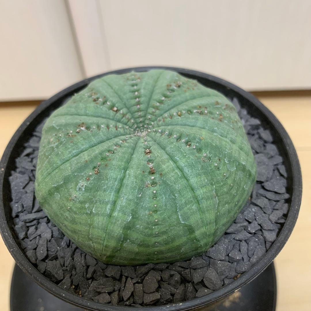 シンメトリカ 仔吹きタイプではない 7.5cm 3.5寸 超扁平お饅頭型