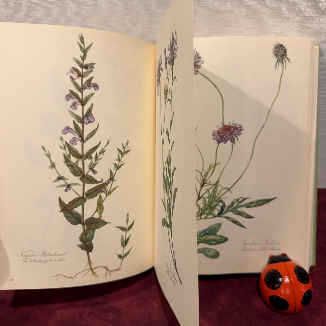 112⑤1963年ドイツElsa Flesko植物図鑑 ジャンクジャーナル