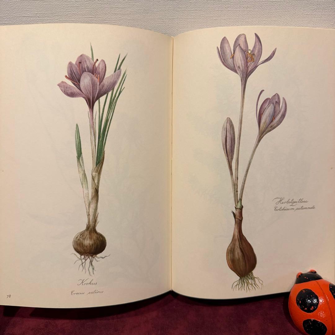112⑤1963年ドイツElsa Flesko植物図鑑 ジャンクジャーナル