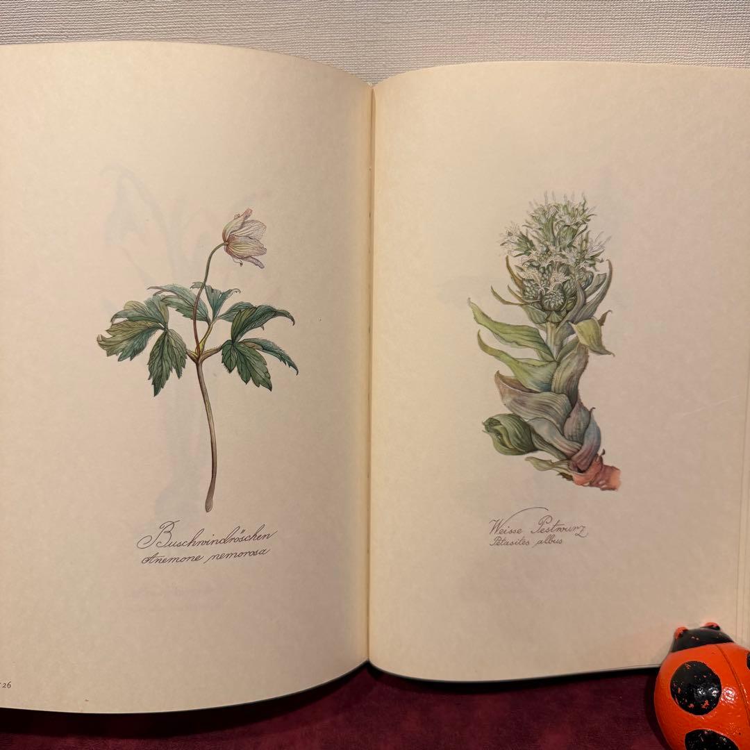 112⑤1963年ドイツElsa Flesko植物図鑑 ジャンクジャーナル