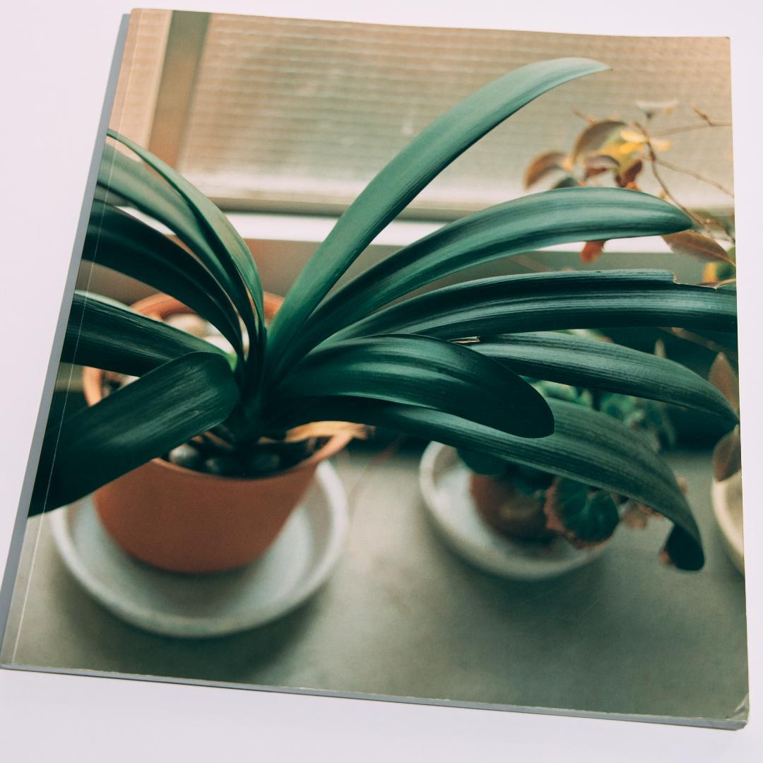 生きている 佐内正史 写真集 生きている｜青幻舎 SEIGENSHA Art Publishing, Inc.