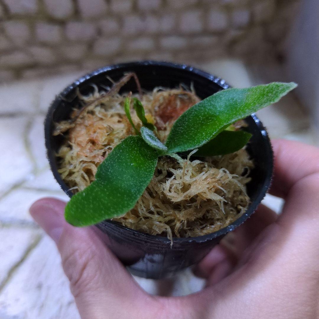 速達ビカクシダ P.Willinckii 'OMG' spore ③ - メルカリ