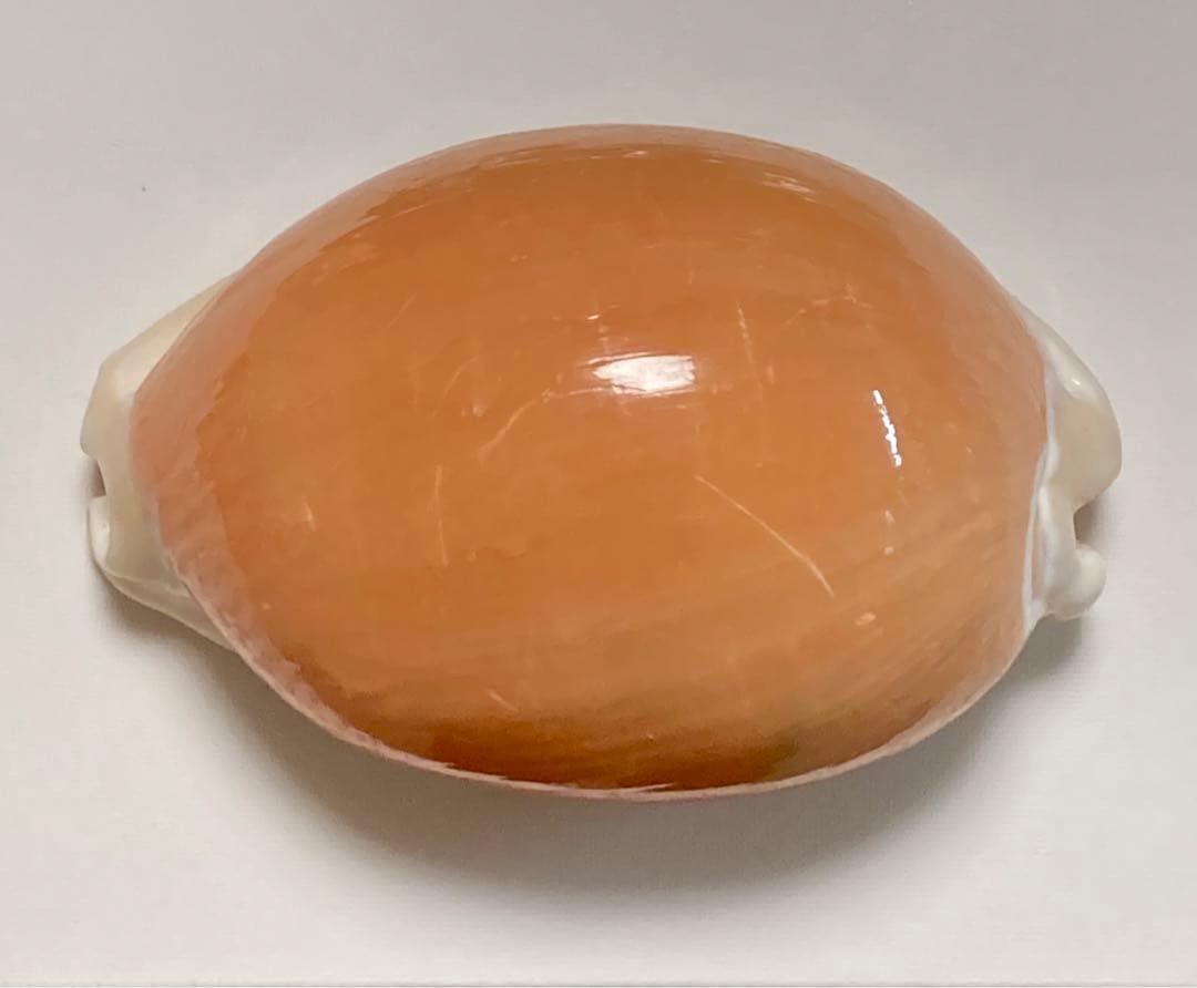 奄美大島採取 タカラガイ ナンヨウダカラ 貝 標本 国内採取 - メルカリ