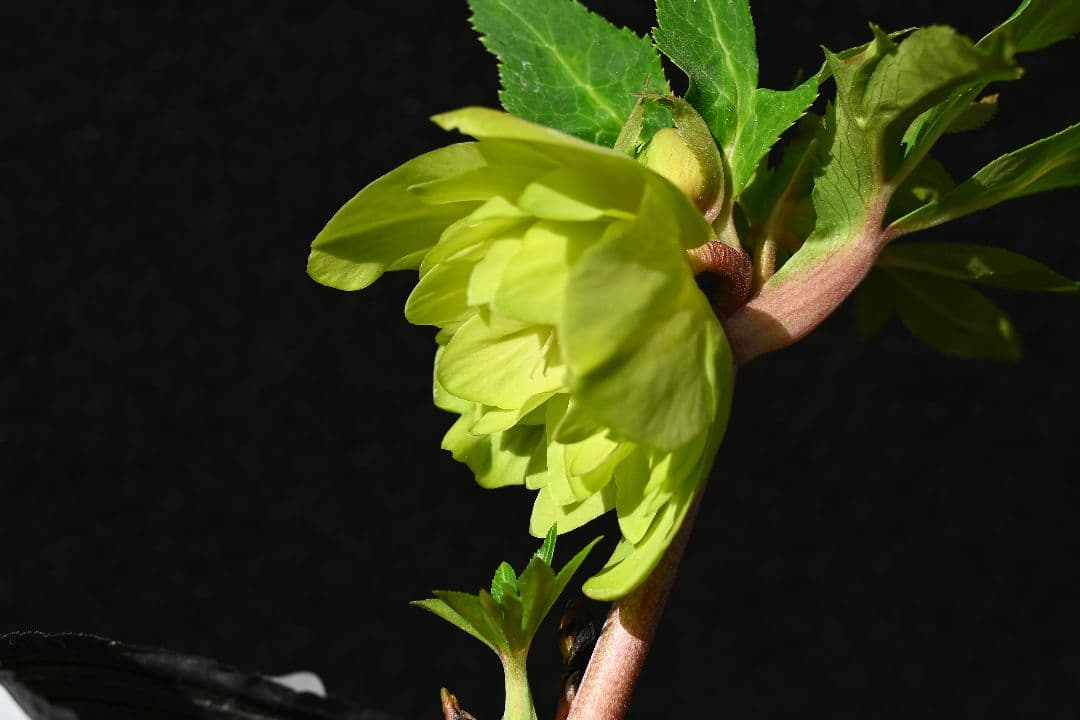 クリスマスローズ 初出品 グロッシーメロンゴールド 加藤農園 - メルカリ