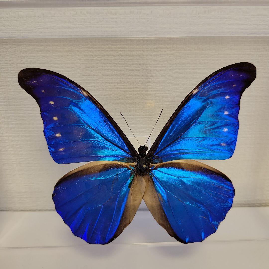 蝶の標本　ジャングルを舞う宝石(珍A) 蝶の標本 宝石の舞う世界（珍珍） - メルカリ