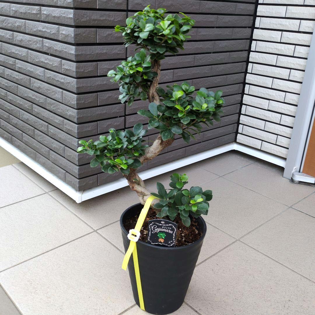 観葉植物　台湾ガジュマル　盆栽仕立て　S字仕立て　接ぎ木　昇り龍　曲がり　７号鉢 S字を描いた『ガジュマル』曲がり仕立て です。 独特な風貌と育てやす