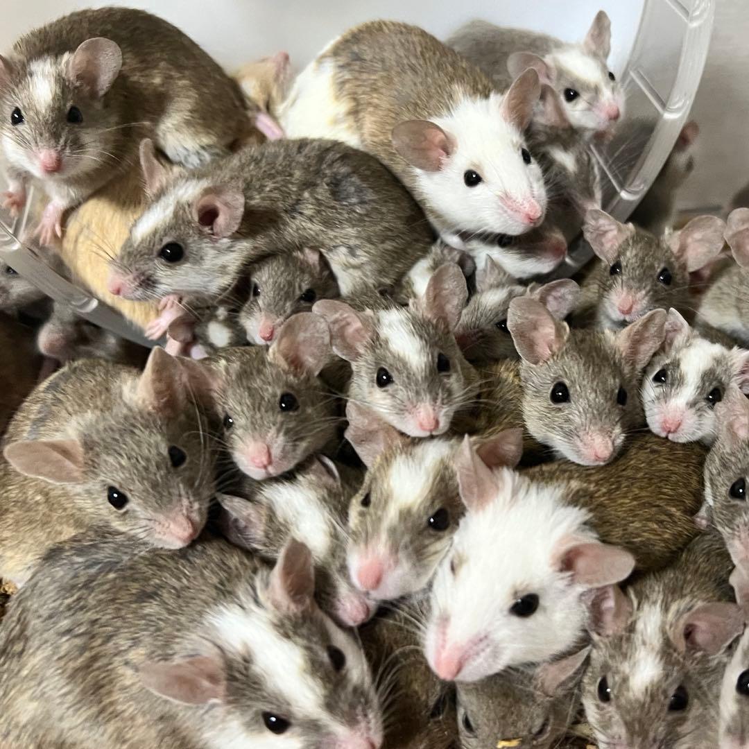 冷凍ヤワゲネズミ20匹 約40～49g送料無料 - メルカリ