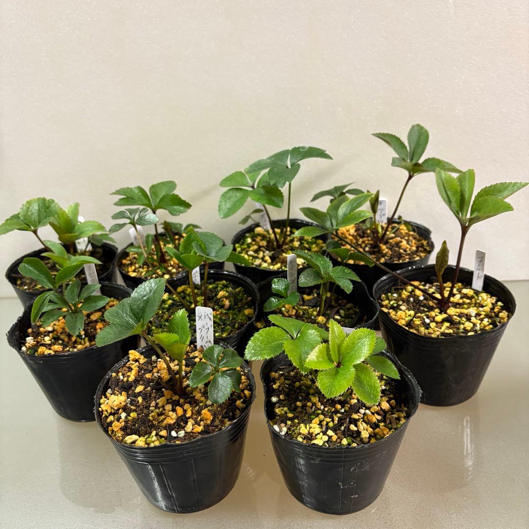 クリスマスローズ10苗セット - メルカリ