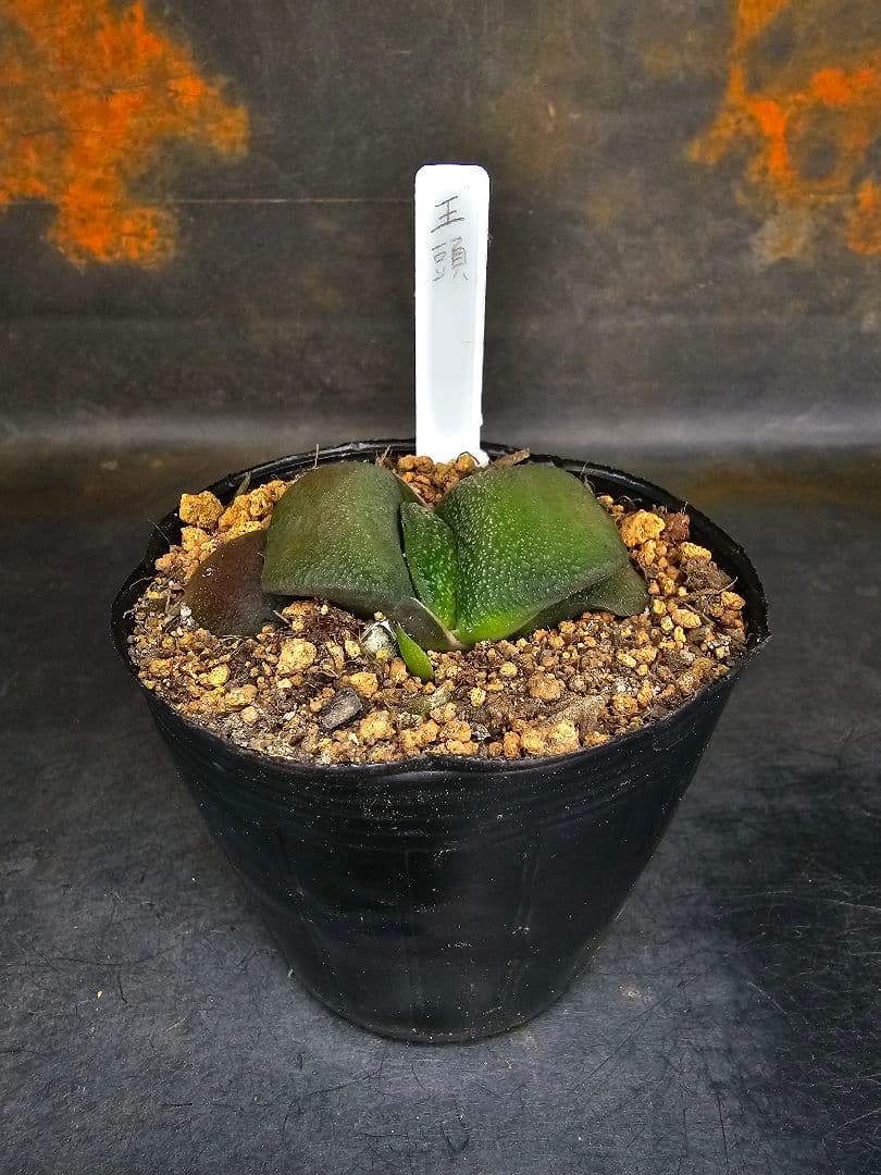 メルカリ便発送&ロウルサンコさんラベル付き☆多肉植物 ガステリア