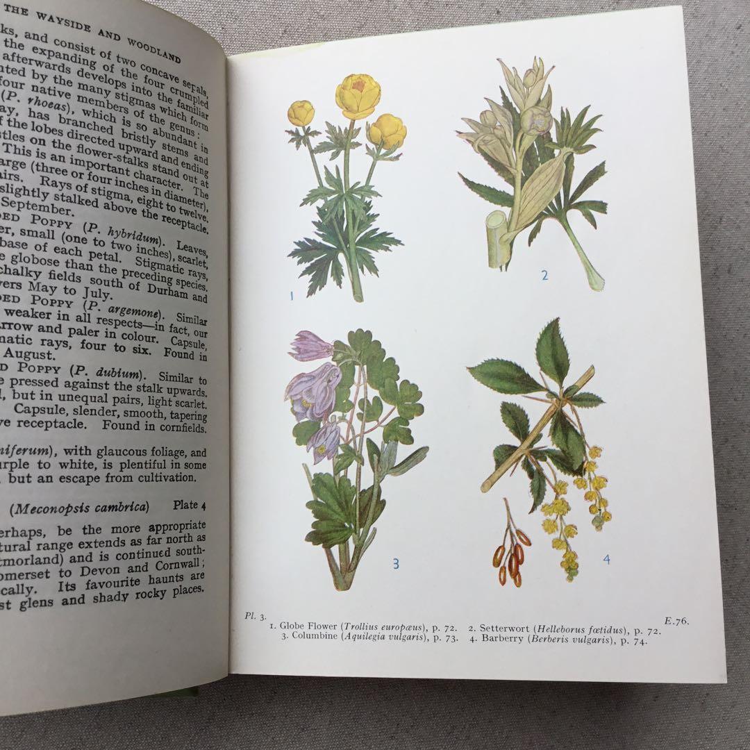 植物図鑑 古書 アンティーク洋書 Wild Flowers ボタニカル - メルカリ