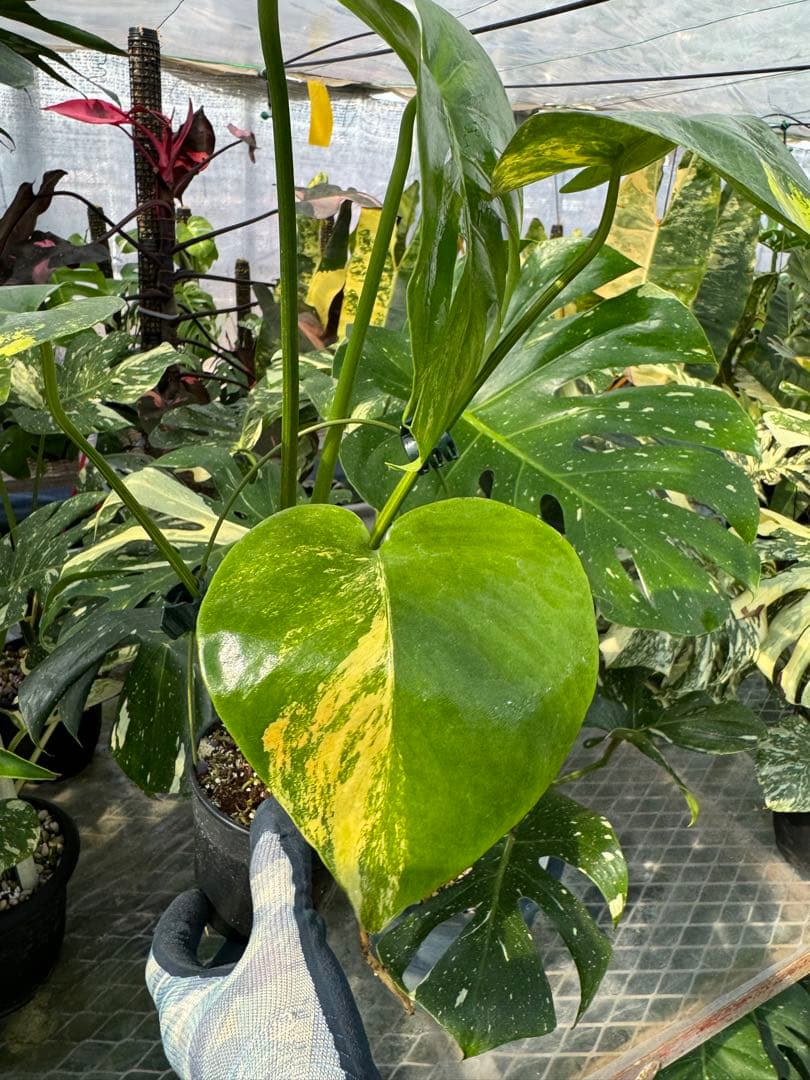 モンステラデリシオーサ イエローマリリン 黄斑入り