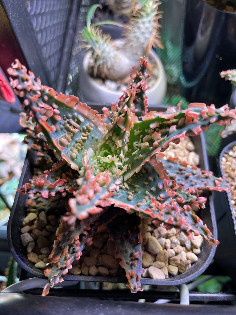 アロエ TCT ハイブリッド - メルカリ