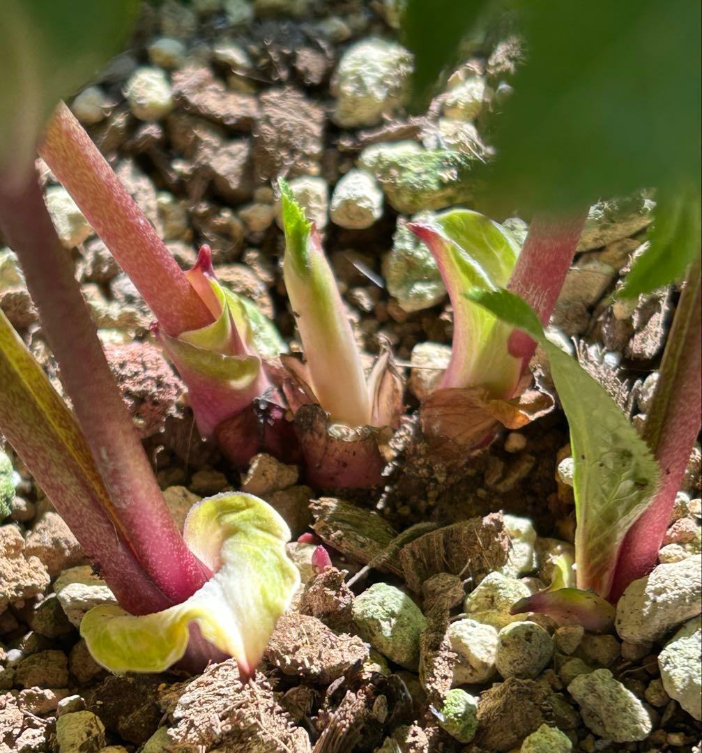 クリスマスローズ 大木ナーサリー foujita フジタ ss 未株分け 6号