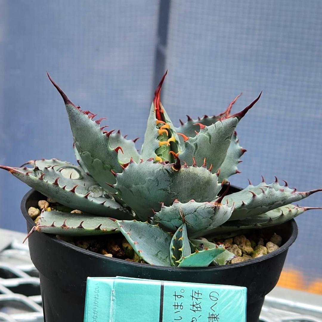 アガベ ハイブリッド 三宅雷神×屈原の舞扇 子株 - メルカリ