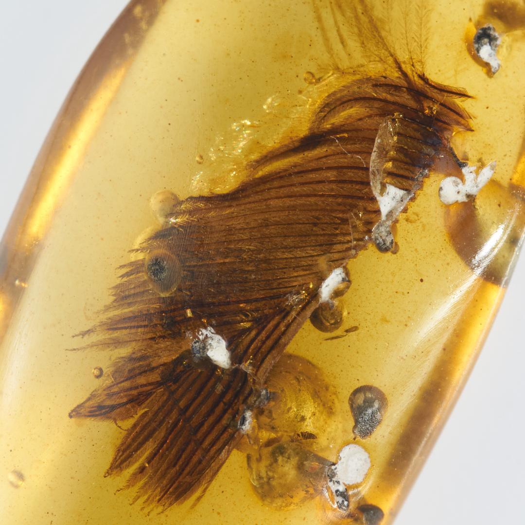 レア極上品 PA148虫入り琥珀化石　ミャンマーカムティかタナイ9900万年前 ZB343虫入り琥珀化石 ミャンマー カムティかタナイ産 9900万年前