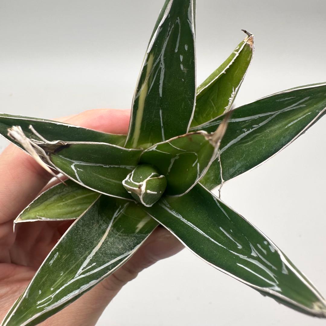 ア*ん様 【龍門】アガベ 特選 多肉植物 笹の雪の斑入り 白中斑 子株