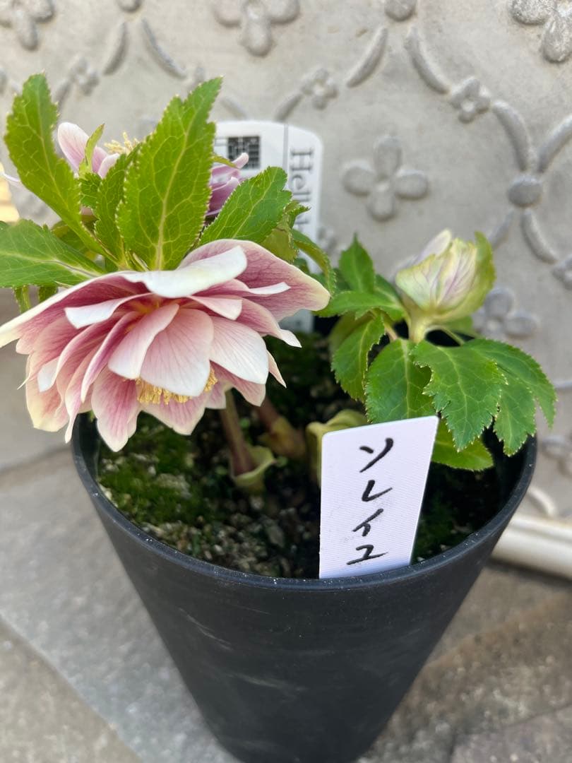 クリスマスローズ 広瀬園芸 ソレイユ - メルカリ