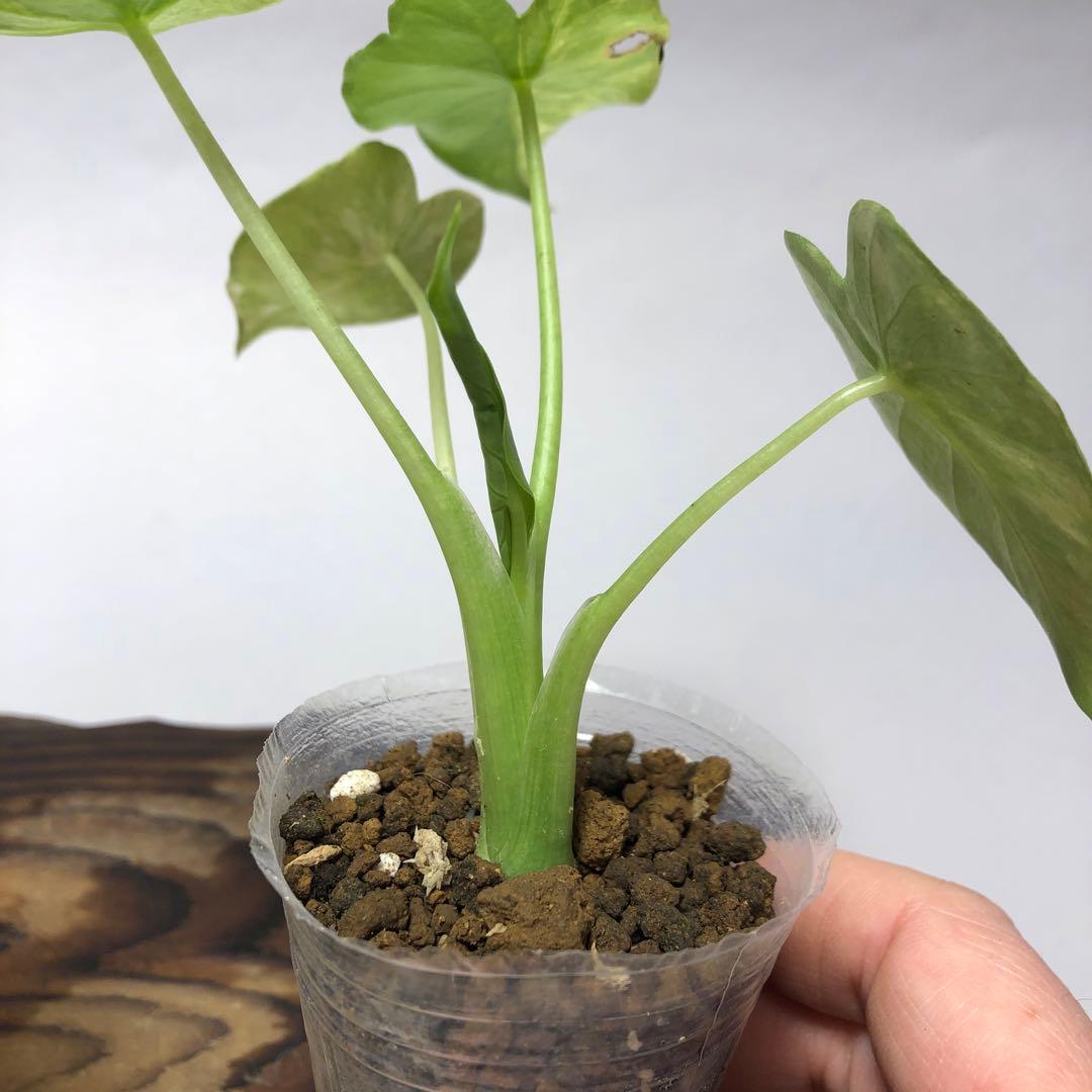 MS17 5株セットアロカシア・ドラゴンスケール・ミント・バリエガータ