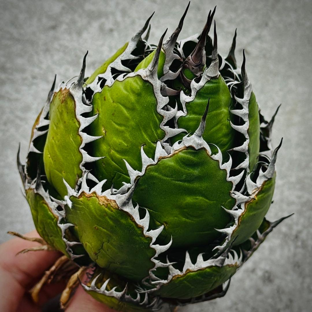 o*e様 多肉植物・アガベ・ホリダ “horrida” ・極上強棘/狂刺/激レア