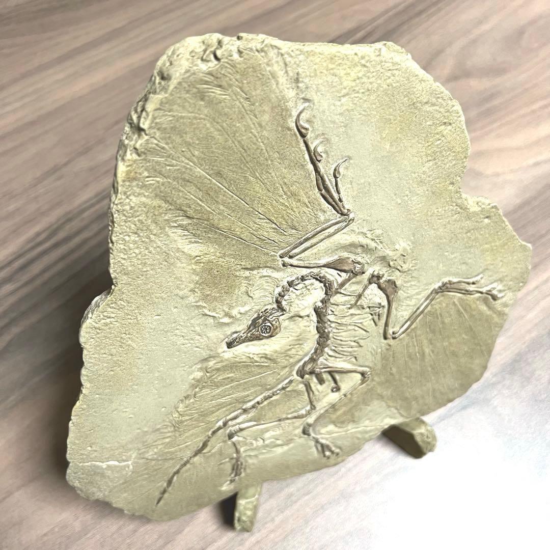 ⭐︎稀少⭐︎ アーケオプテリクス レプリカ