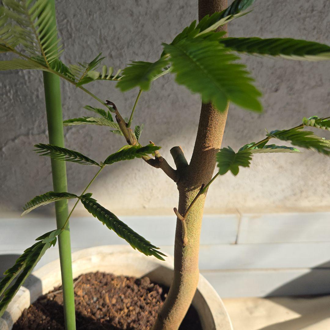 ① エバーフレッシュ 曲がり仕立て 10号特大苗木最高等級極上品