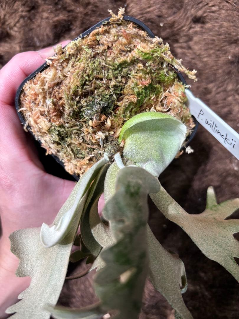 P.willinckii OMG×calm sporeling - メルカリ