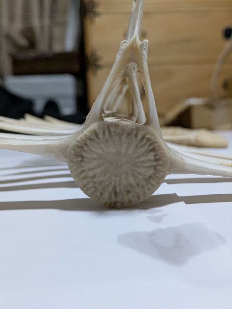 希少】イルカ 骨 15本セット 背骨 椎骨 標本 骨格標本 イルカの骨