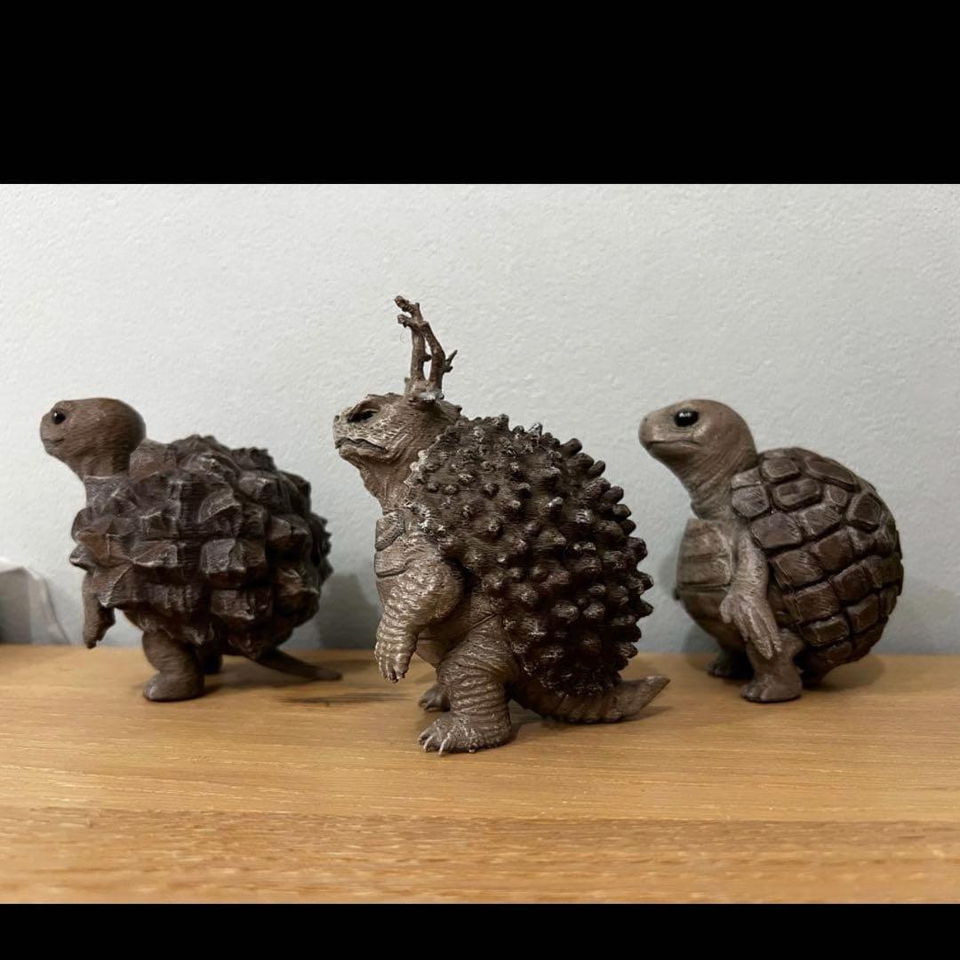 亀甲亀(アフリカ・メキシコ) パキプス亀 - メルカリ