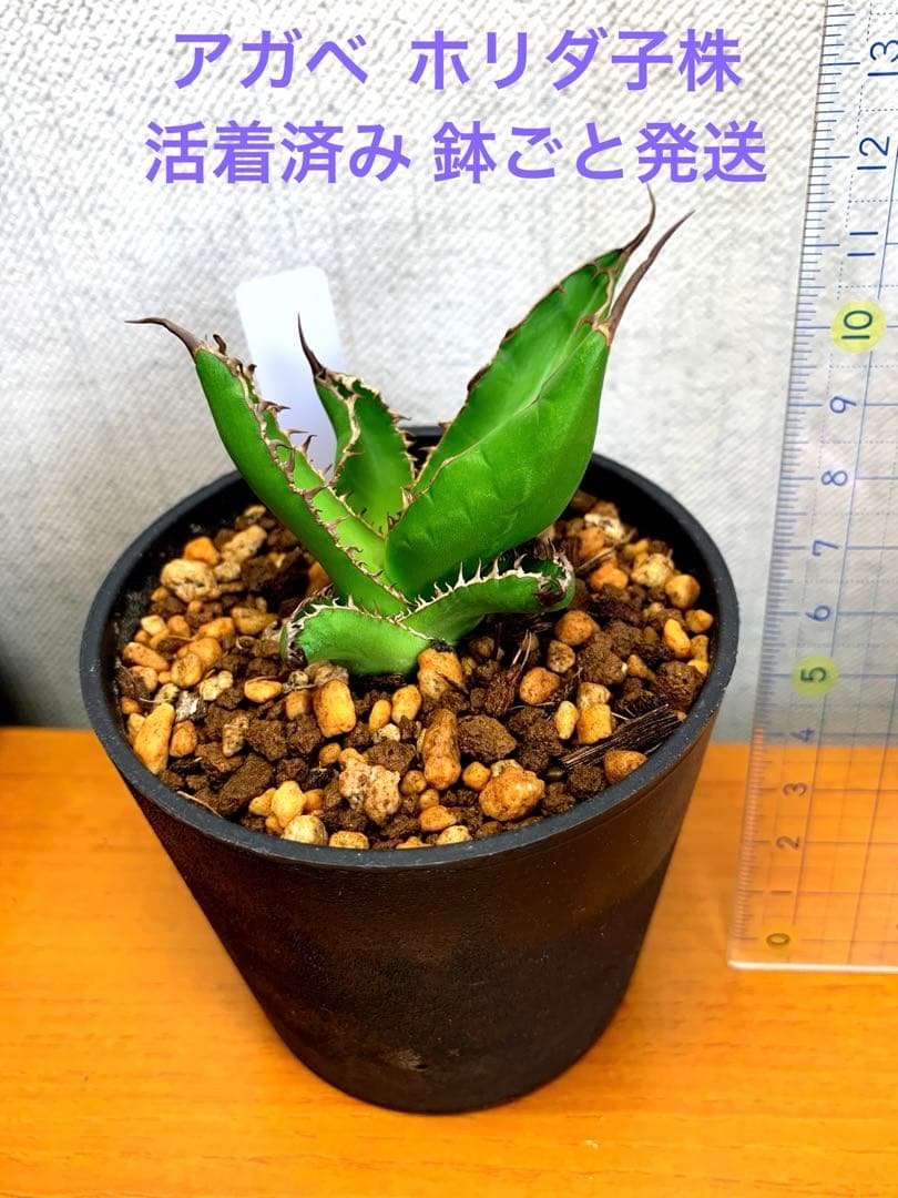 アガベ ホリダ子株 鉢ごと発送 - メルカリ