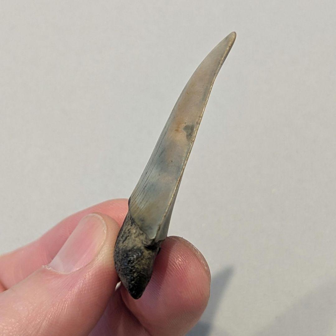 ホホジロザメ ハスタリスの歯の化石 - メルカリ