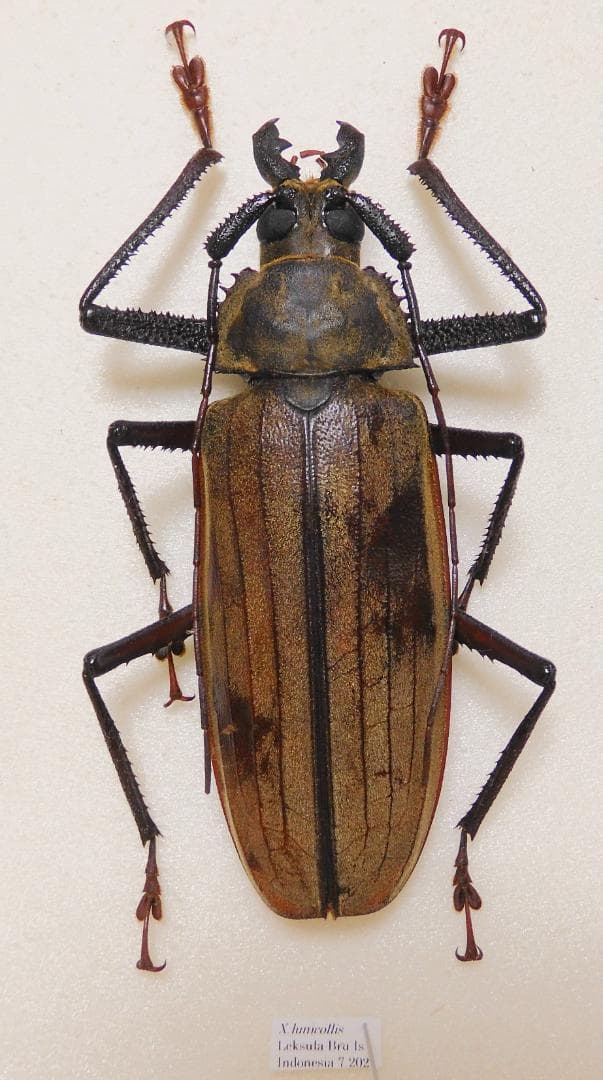 ブル島産スジバネトゲフチオオウスバカミキリ 108mm - メルカリ