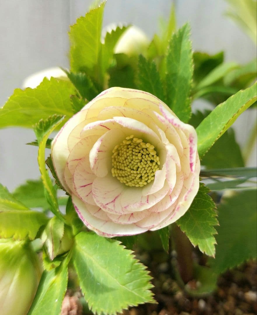 クリスマスローズ 加藤農園② リトルプリマヴェーラ系 多花 花苗 5号 1