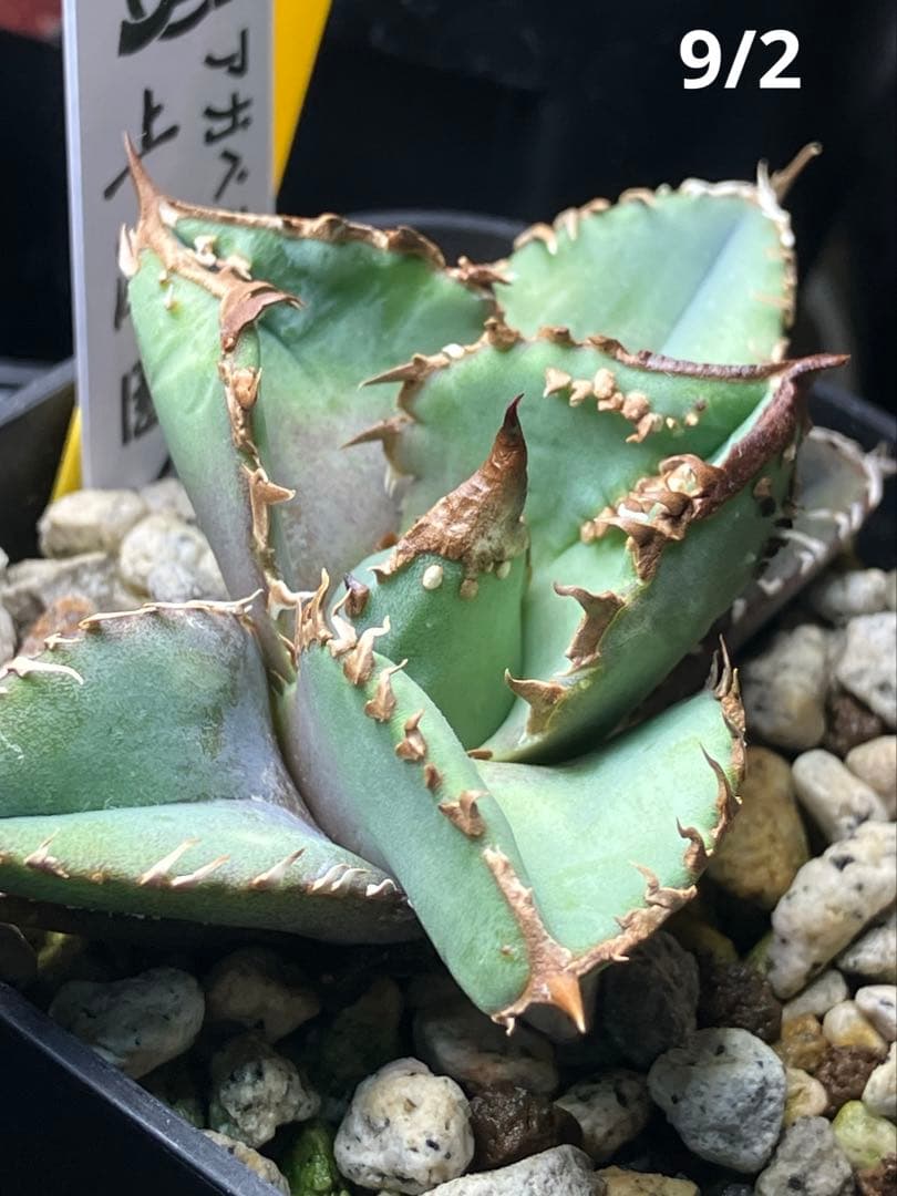 速達【鉢ごと発送】活着済み ぶつぶつだらけ アガベ 鰐亀 TC 上澳園芸