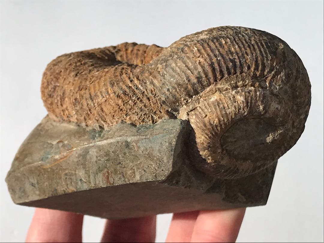 【限定価格】マダガスカル産　異常巻きアンモナイト化石（ノストセラス）　母岩付き マダガスカル産 アンモナイト化石（ノストセラス）母岩つき 稀少 | 虹